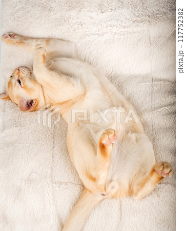 Red Burmese kitten lies on a soft blanket. Red Burmese kitten lies on a soft blanket. 117752382