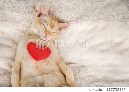 Red Burmese kitten sleeps sweetly with a red plush heart. 117752385