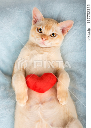Red Burmese kitten with a red plush heart. 117752386