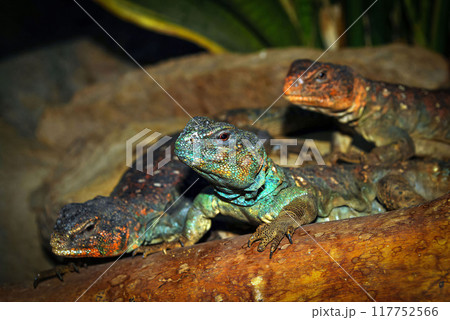 smooth eared spiny tailed lizard or in latin name known as Ornate Spiny tailed Lizard Uromastyx Ornata good for animal catalogue good for multimedia content smooth eared spiny tailed lizard or in latin name known as Ornate Spiny tailed Lizard Uromastyx Ornata good for animal catalogue good for multimedia content 117752566