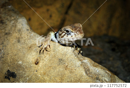 Crotaphytus collaris or collared lizard, the name collared lizard comes from the lizards distinct coloration, which includes bands of black around the neck and shoulders that look like a collar Crotaphytus collaris or collared lizard, the name collared lizard comes from the lizards distinct coloration, which includes bands of black around the neck and shoulders that look like a collar 117752572