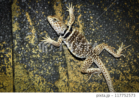 Crotaphytus collaris or collared lizard, the name collared lizard comes from the lizards distinct coloration, which includes bands of black around the neck and shoulders that look like a collar 117752573