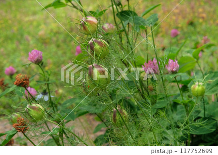 Nigella seed is growing in garden. Seeds in country garden. Medicinal herb. 117752699