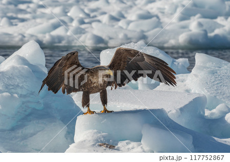 知床 冬 知床 冬 117752867