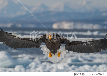 知床　冬 117752874