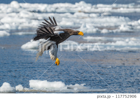 知床　冬 117752906