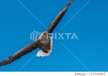 知床　冬 117752927