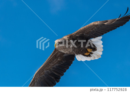 知床　冬 117752928