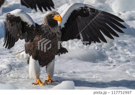 知床　冬 117752997