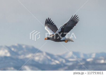 知床　冬 117753011