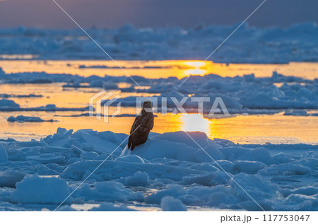 知床 冬 知床 冬 117753047