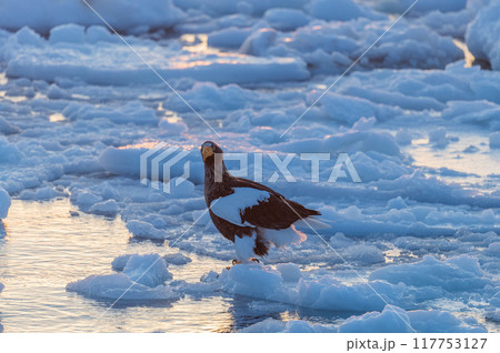 知床　冬 117753127