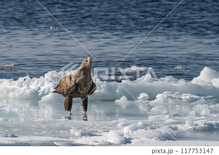 知床　冬 117753147