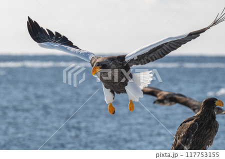 知床　冬 117753155