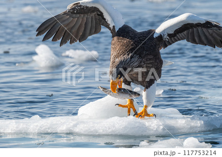 知床　冬 117753214