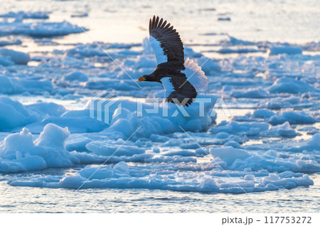 知床 冬 知床 冬 117753272