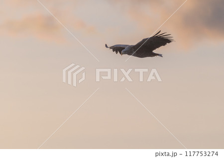 知床　冬 117753274