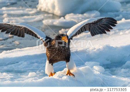 知床　冬 117753305