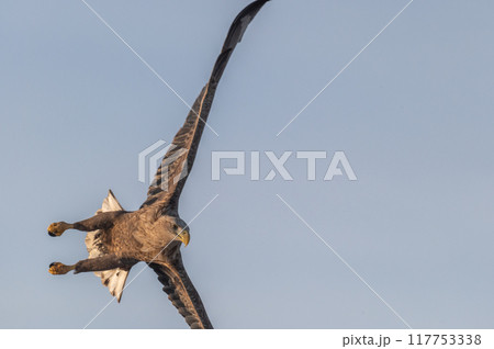 知床 冬 知床 冬 117753338