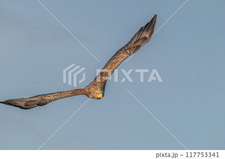 知床 冬 知床 冬 117753341