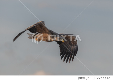 知床 冬 知床 冬 117753342