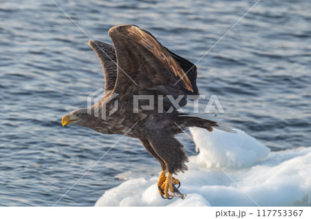 知床　冬 117753367