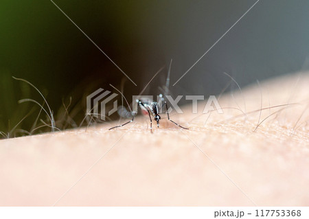 蚊 117753368