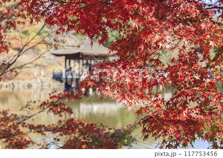 奈良県奈良市　奈良公園の紅葉と浮見堂 117753456