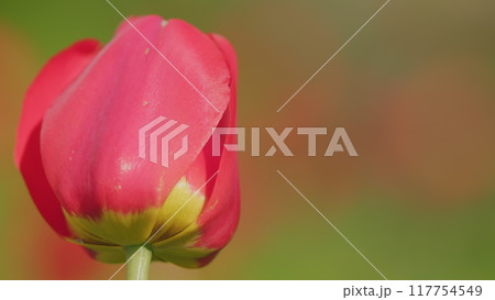 Red tulips in field. Spring or love concept. Beautiful view of red tulips under sunlight. Slow motion. Red tulips in field. Spring or love concept. Beautiful view of red tulips under sunlight. Slow motion. 117754549
