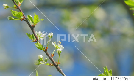 Cherry blossom branch with white flowers in full bloom. Garden of cherry trees. Slow motion. Cherry blossom branch with white flowers in full bloom. Garden of cherry trees. Slow motion. 117754569