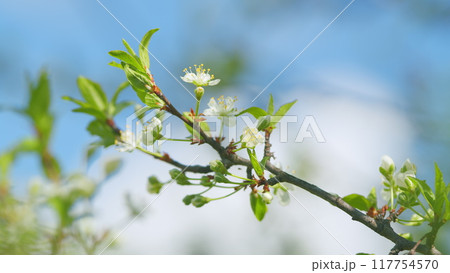 Blooming cherry tree in the spring garden. Inflorescence of cherry on branches with leaves. Slow motion. 117754570