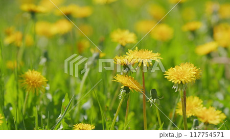 Yellow spring flowers on ground. Yellow dandelion or taraxacum officinale. Slow motion. 117754571