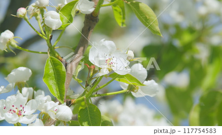 Flowering pear flowers. Spring flowering pear tree. White petals. Nature in springtime. Close up. 117754583