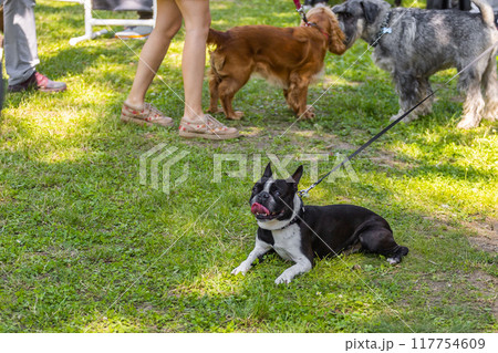 Portrait of a French bulldog opens its mouth and with tongue hanging out lying on grass outdoor. Pet and purebred dog concept 117754609