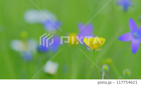Spring or summer flowers. Yellow flowers buttercups wild. Ranunculus repens. Growing in damp places. Rack focus. Spring or summer flowers. Yellow flowers buttercups wild. Ranunculus repens. Growing in damp places. Rack focus. 117754621