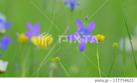 Blooming meadow in fresh day on wild flowers. Lawn wild flowers bluebells. Flowers purple color modern and trendy season color. Slow motion. Blooming meadow in fresh day on wild flowers. Lawn wild flowers bluebells. Flowers purple color modern and trendy season color. Slow motion. 117754622