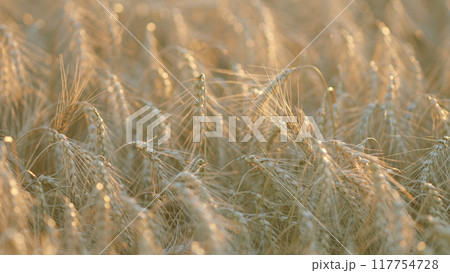 Rural scenery. Yellow agriculture field with ripe wheat. Flour and wheat crisis. Bokeh. 117754728