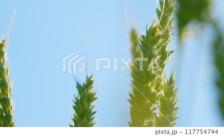 Countryside over a field of wheat. Agricultural field of yellow green barley wheat in wind. Low angle view. 117754744