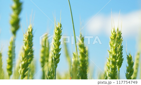 Golden green unripe wheat in field at sun. Rich harvest ripening and agricultural concept. Low anlgle view. 117754749