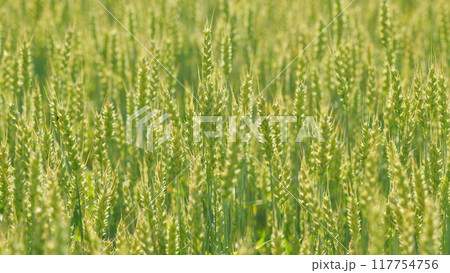 Ears of wheat on field a during hot day. Green yellow spikelets of wheat field move slow motion from light breeze. Close up. Ears of wheat on field a during hot day. Green yellow spikelets of wheat field move slow motion from light breeze. Close up. 117754756