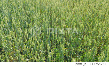 Landscape summer field sun nature. Some spikelets moving slowly in wind. Lush wheat grows in agricultural field. Modern agriculture. Slow motion. Landscape summer field sun nature. Some spikelets moving slowly in wind. Lush wheat grows in agricultural field. Modern agriculture. Slow motion. 117754767