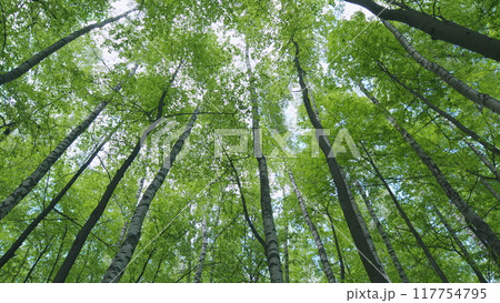Tops of tall trees in wild forest. Trunks of tall trees rising to the sky. View of the forest from the bottom up. Static view. 117754795