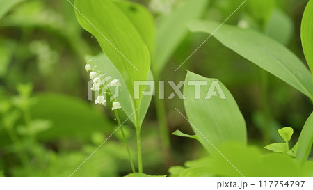 Blossoming flowers of lily of valley swaying in light wind outdoors in summer forest. Slow motion. Blossoming flowers of lily of valley swaying in light wind outdoors in summer forest. Slow motion. 117754797