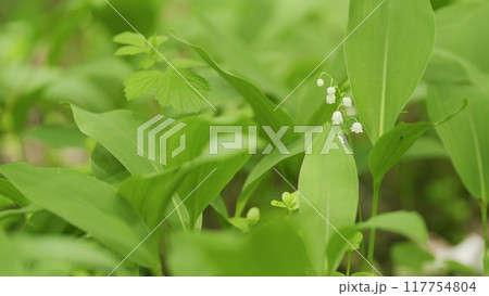 Glade of lilies of valley growing in spring among trees. Convallaria majalis. Slow motion. 117754804
