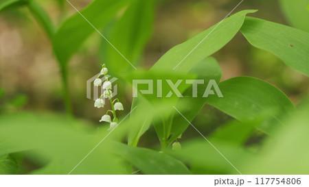 Beautiful forest lily of valley as an element of wildlife. Convallaria majalis. Slow motion. Beautiful forest lily of valley as an element of wildlife. Convallaria majalis. Slow motion. 117754806