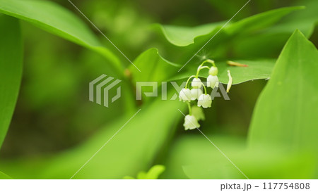 Beautiful spring flowers. May bells, may lily, lily of valley, convallaria, and muguet. Slow motion. Beautiful spring flowers. May bells, may lily, lily of valley, convallaria, and muguet. Slow motion. 117754808