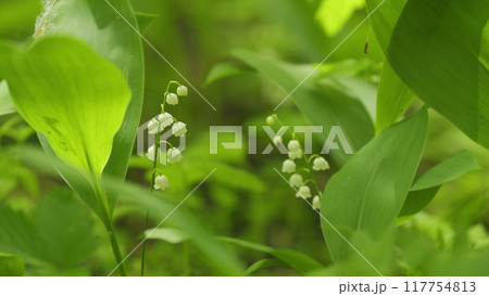Lilies of valley in forest wind shakes. Convallaria majalis. Blossoming flowers of lily of valley. Slow motion. Lilies of valley in forest wind shakes. Convallaria majalis. Blossoming flowers of lily of valley. Slow motion. 117754813