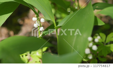 Lilies of valley in forest wind shakes. Convallaria majalis. Blossoming flowers of lily of valley. Slow motion. Lilies of valley in forest wind shakes. Convallaria majalis. Blossoming flowers of lily of valley. Slow motion. 117754817