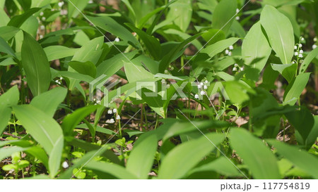 Flowers of lily of valley. Delicate fragrant flower bloomed. Convallaria majalis. Slow motion. 117754819
