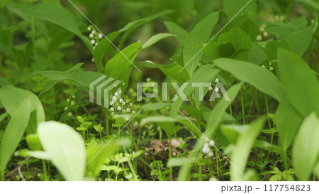 Flowers of lily of valley. Delicate fragrant flower bloomed. Convallaria majalis. Slow motion. Flowers of lily of valley. Delicate fragrant flower bloomed. Convallaria majalis. Slow motion. 117754823